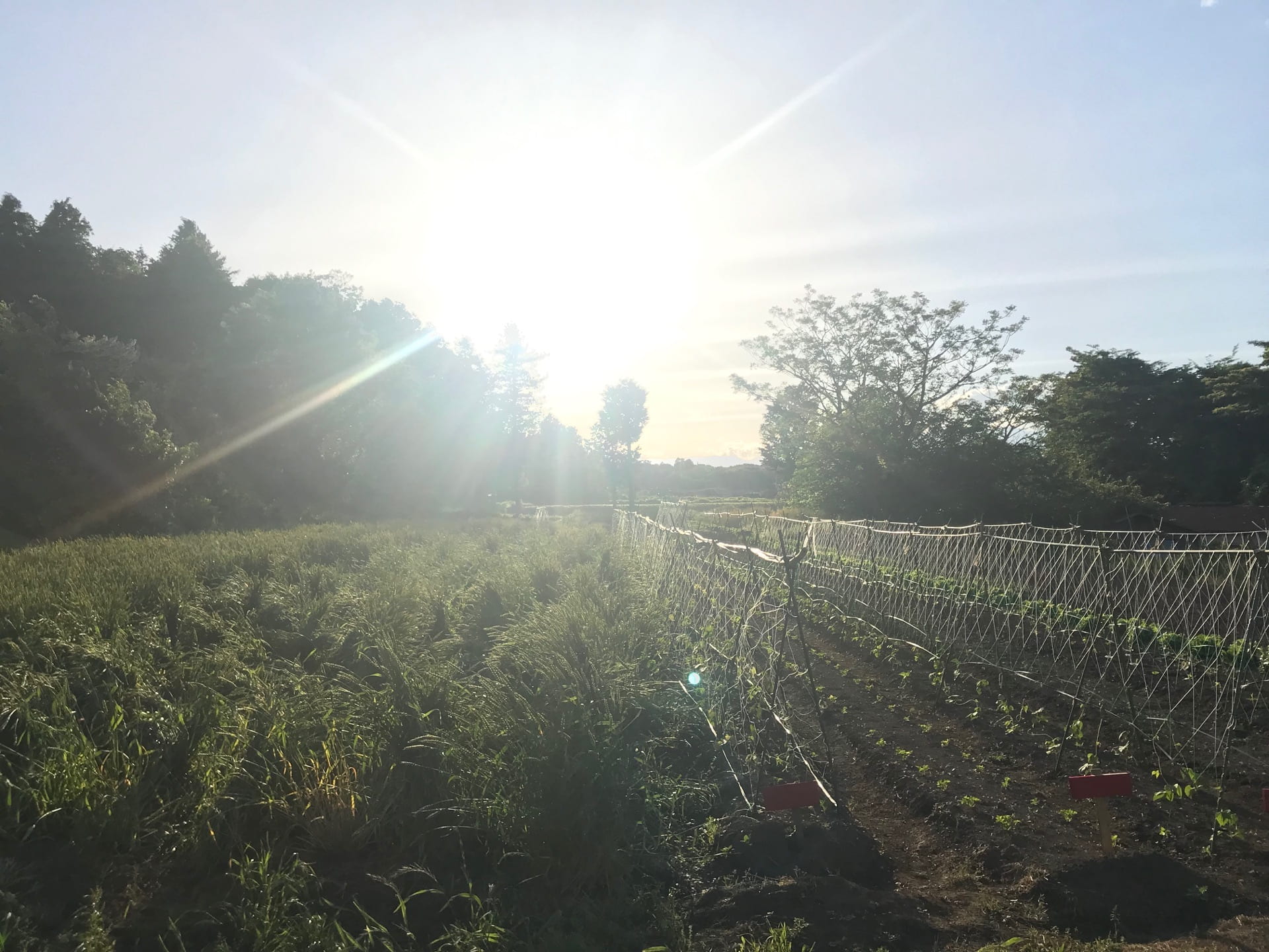 An image of the farm in the morning.